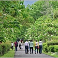 林務局南華工作站油桐花(南華林業園區)-2023-04-09-58.jpg