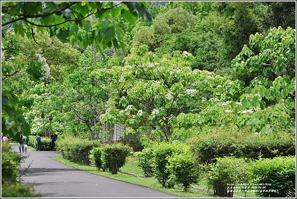 林務局南華工作站油桐花(南華林業園區)-2023-04-09-59.jpg