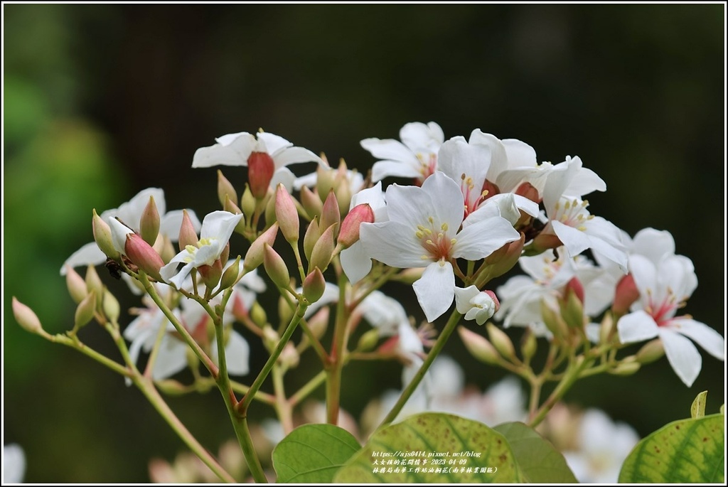 林務局南華工作站油桐花(南華林業園區)-2023-04-09-60.jpg