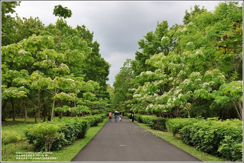 林務局南華工作站油桐花(南華林業園區)-2023-04-09-64.jpg