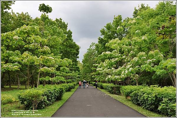 林務局南華工作站油桐花(南華林業園區)-2023-04-09-64.jpg