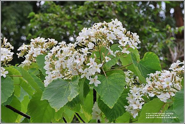 林務局南華工作站油桐花(南華林業園區)-2023-04-09-63.jpg