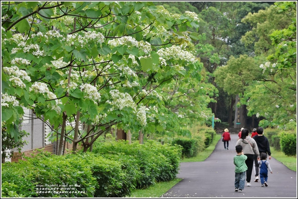 林務局南華工作站油桐花(南華林業園區)-2023-04-09-66.jpg