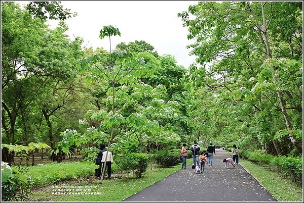 林務局南華工作站油桐花(南華林業園區)-2023-04-09-67.jpg