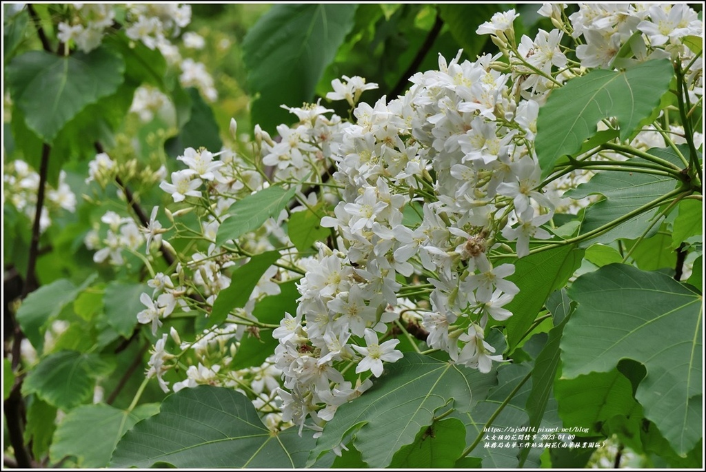 林務局南華工作站油桐花(南華林業園區)-2023-04-09-69.jpg