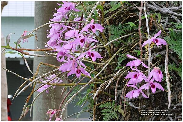 林務局南華工作站油桐花(南華林業園區)-2023-04-09-76.jpg