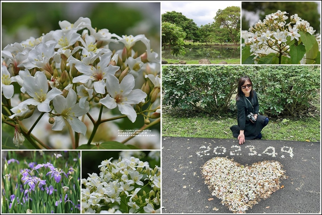 ,花蓮,南華工作站,南華林業園區,桐花,吉安桐花季,賞花,花季,