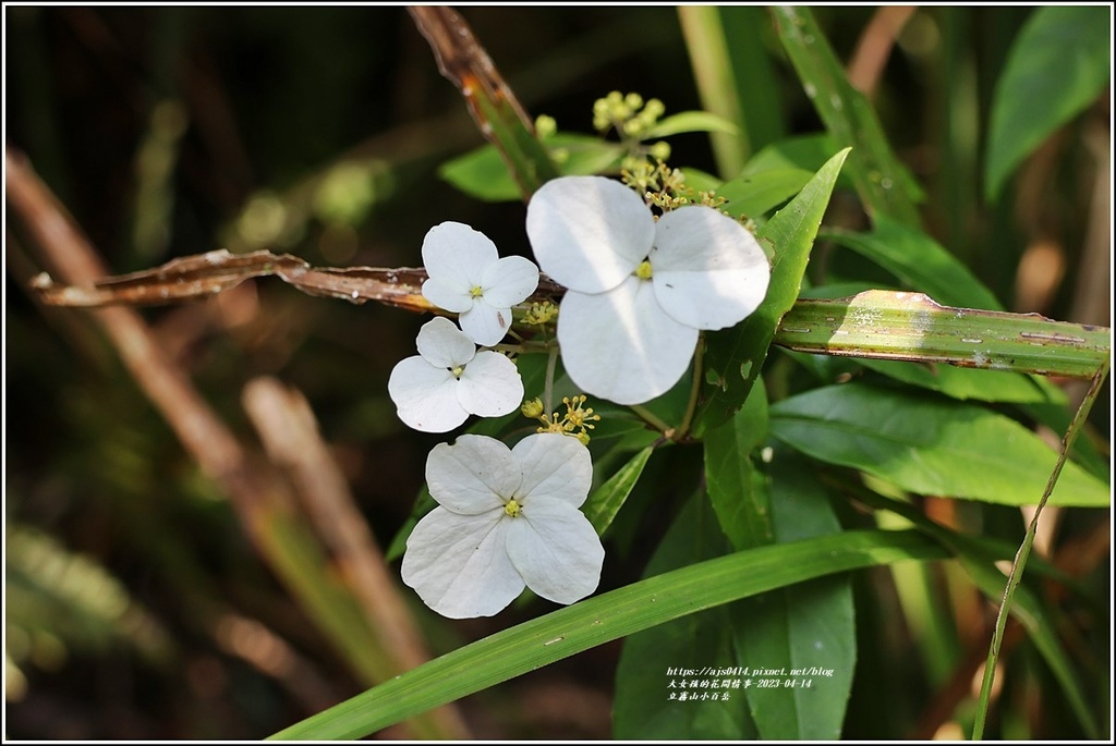 立霧山小百岳-2023-04-14-13.jpg 立霧山小百岳-2023-04-14-13.jpg