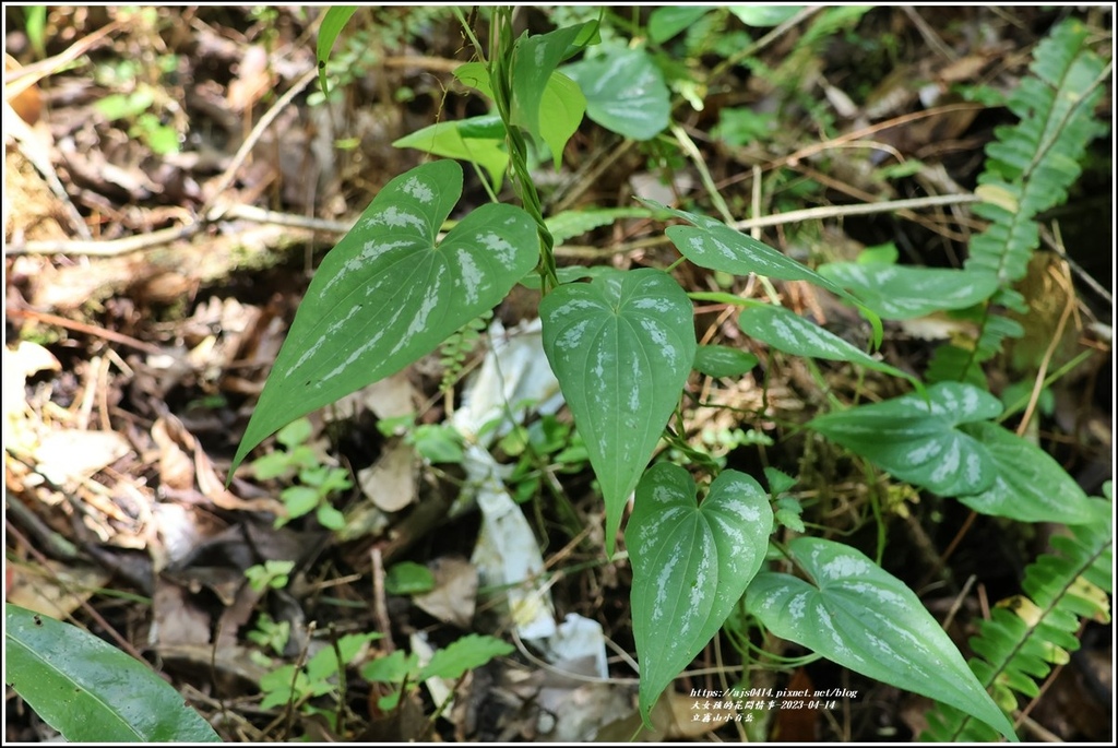 立霧山小百岳-2023-04-14-23.jpg 立霧山小百岳-2023-04-14-23.jpg