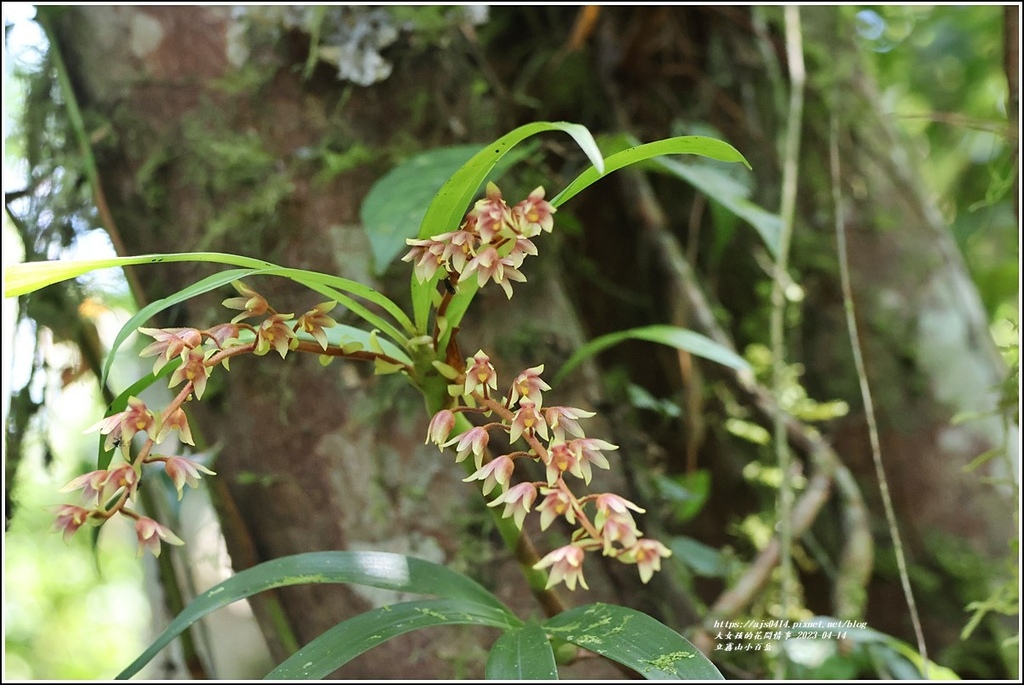 立霧山小百岳-2023-04-14-32.jpg 立霧山小百岳-2023-04-14-32.jpg