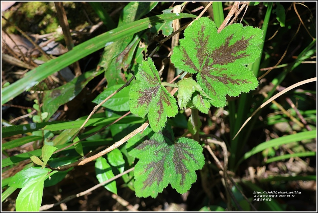 立霧山小百岳-2023-04-14-36.jpg 立霧山小百岳-2023-04-14-36.jpg