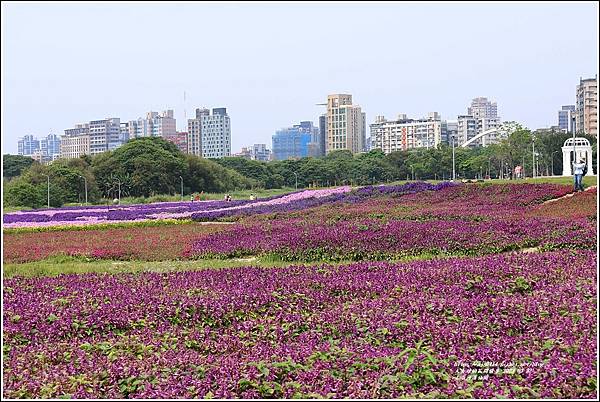 古亭河濱公園-2023-03-22-33.jpg