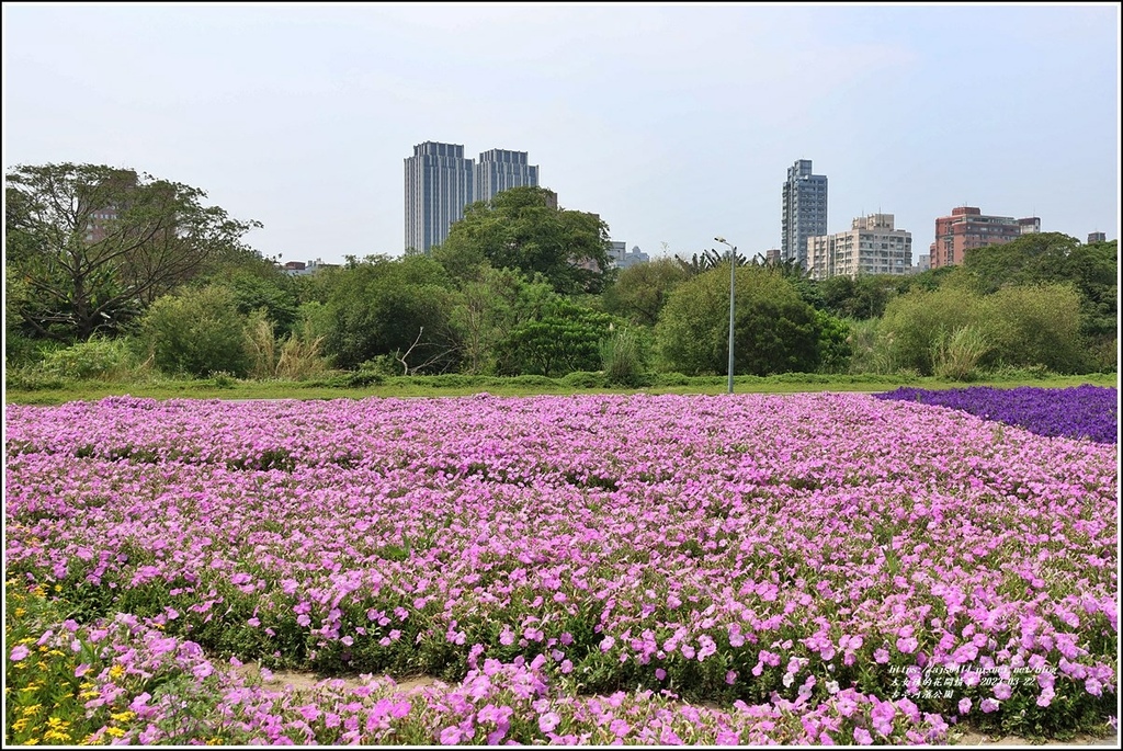 古亭河濱公園-2023-03-22-38.jpg