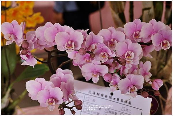 花蓮蘭花展-2023-04-09-20.jpg