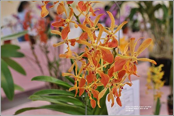 花蓮蘭花展-2023-04-09-101.jpg
