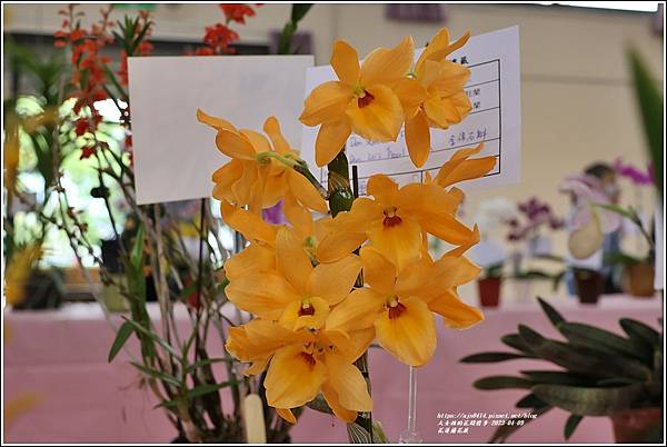 花蓮蘭花展-2023-04-09-102.jpg