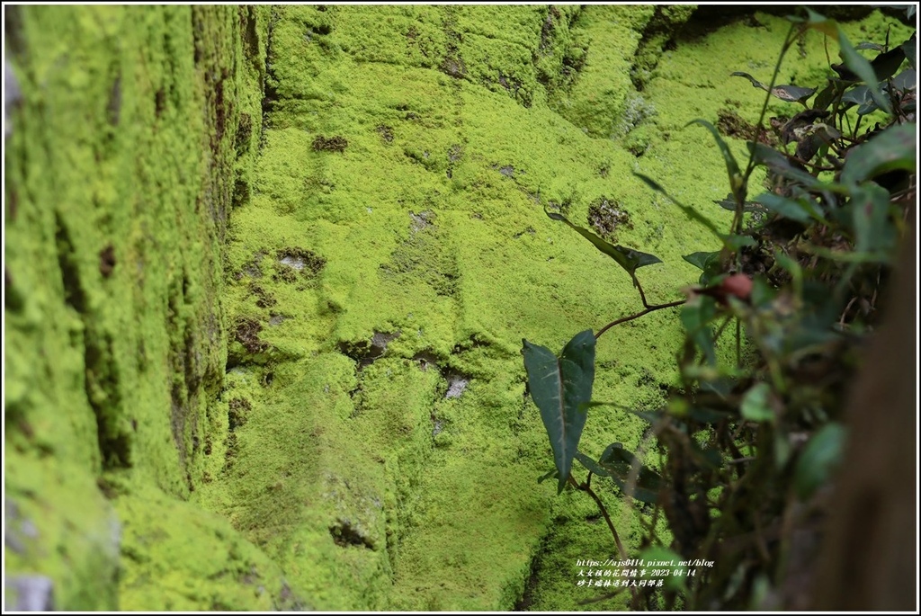 砂卡礑林道到大同部落-2023-04-14-17.jpg 砂卡礑林道到大同部落-2023-04-14-17.jpg