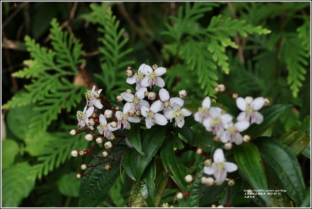 大禮部落(大禮步道)-2023-04-14-28.jpg 大禮部落(大禮步道)-2023-04-14-28.jpg