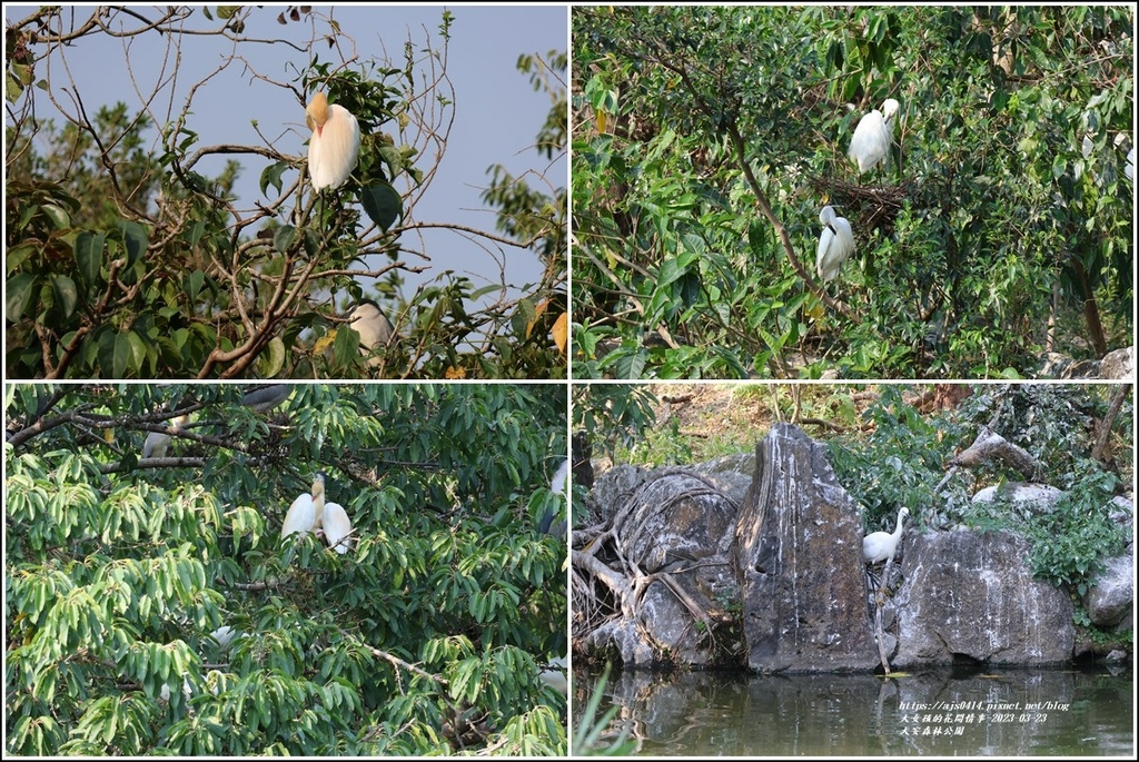 大安森林公園-2023-03-23-64.jpg