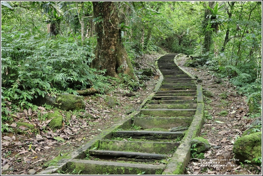 鯉魚潭賞鳥步道( 鯉魚山三角點)-2023-04-29-14.jpg 鯉魚潭賞鳥步道( 鯉魚山三角點)-2023-04-29-14.jpg