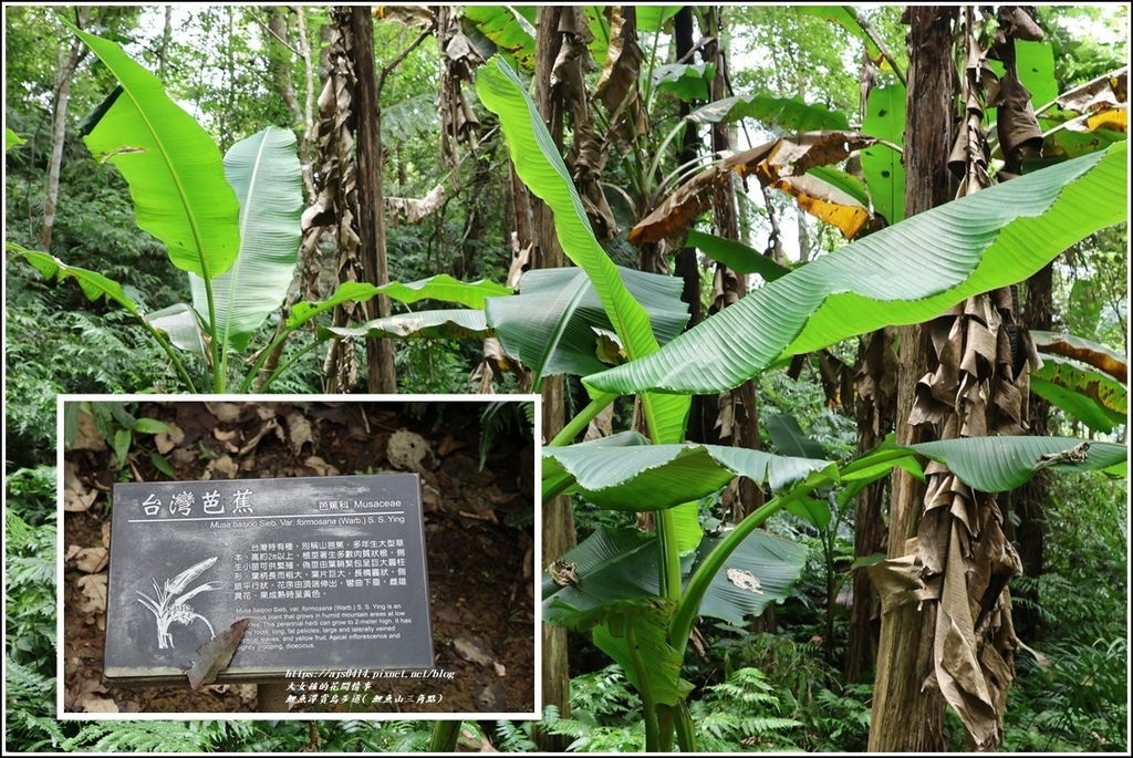 鯉魚潭賞鳥步道( 鯉魚山三角點)-2023-04-29-29.jpg 鯉魚潭賞鳥步道( 鯉魚山三角點)-2023-04-29-29.jpg