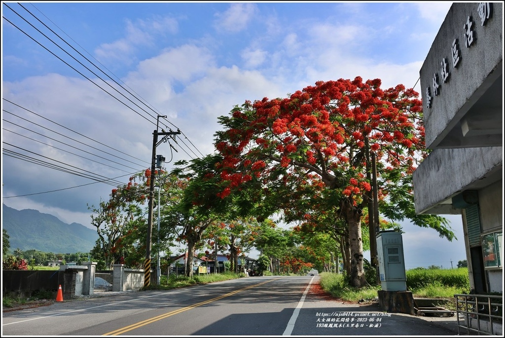 193線鳳凰木(玉里春日、松浦)-2023-06-04-07.jpg 193線鳳凰木(玉里春日、松浦)-2023-06-04-07.jpg