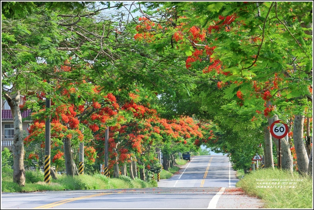 193線鳳凰木(玉里春日、松浦)-2023-06-04-08.jpg 193線鳳凰木(玉里春日、松浦)-2023-06-04-08.jpg