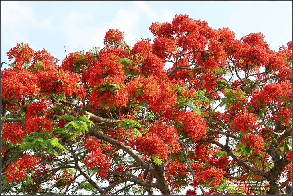 193線鳳凰木(玉里春日、松浦)-2023-06-04-09.jpg 193線鳳凰木(玉里春日、松浦)-2023-06-04-09.jpg
