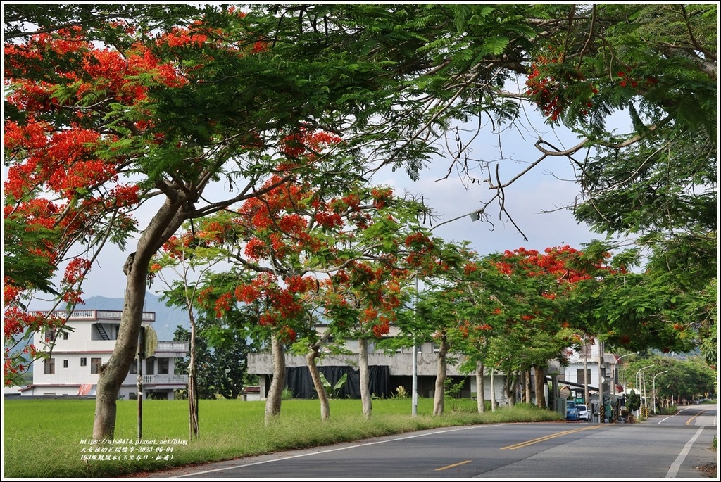 193線鳳凰木(玉里春日、松浦)-2023-06-04-12.jpg 193線鳳凰木(玉里春日、松浦)-2023-06-04-12.jpg