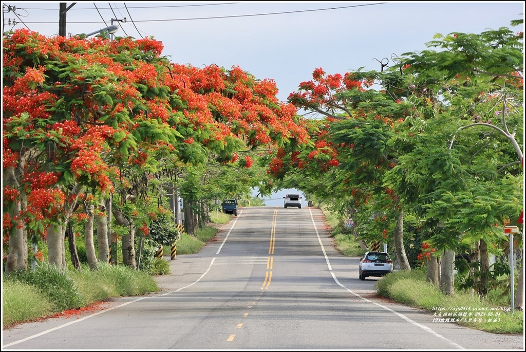 193線鳳凰木(玉里春日、松浦)-2023-06-04-13.jpg 193線鳳凰木(玉里春日、松浦)-2023-06-04-13.jpg