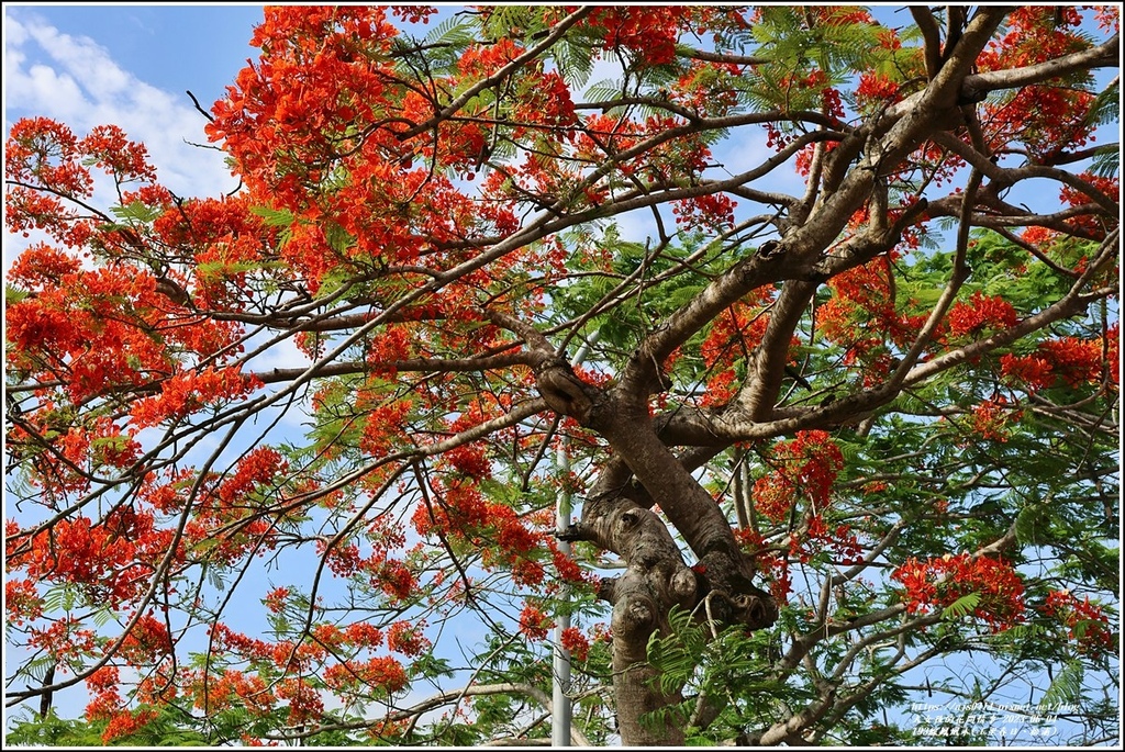 193線鳳凰木(玉里春日、松浦)-2023-06-04-15.jpg 193線鳳凰木(玉里春日、松浦)-2023-06-04-15.jpg