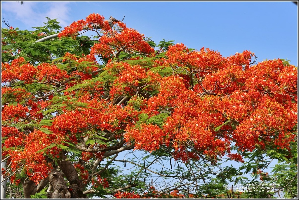 193線鳳凰木(玉里春日、松浦)-2023-06-04-18.jpg 193線鳳凰木(玉里春日、松浦)-2023-06-04-18.jpg