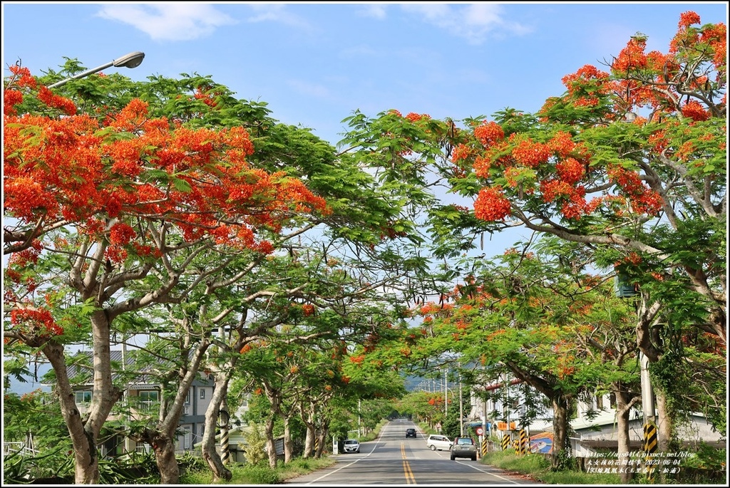 193線鳳凰木(玉里春日、松浦)-2023-06-04-20.jpg 193線鳳凰木(玉里春日、松浦)-2023-06-04-20.jpg