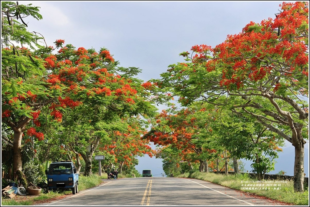 193線鳳凰木(玉里春日、松浦)-2023-06-04-21.jpg 193線鳳凰木(玉里春日、松浦)-2023-06-04-21.jpg