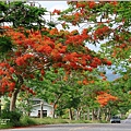 193線鳳凰木(玉里春日、松浦)-2023-06-04-26.jpg