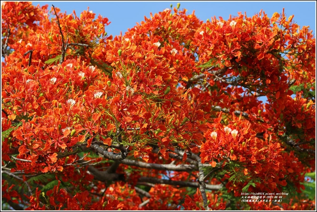 193線鳳凰木(玉里春日、松浦)-2023-06-04-23.jpg 193線鳳凰木(玉里春日、松浦)-2023-06-04-23.jpg