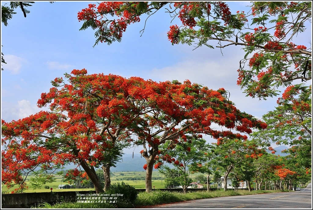 193線鳳凰木(玉里春日、松浦)-2023-06-04-27.jpg 193線鳳凰木(玉里春日、松浦)-2023-06-04-27.jpg