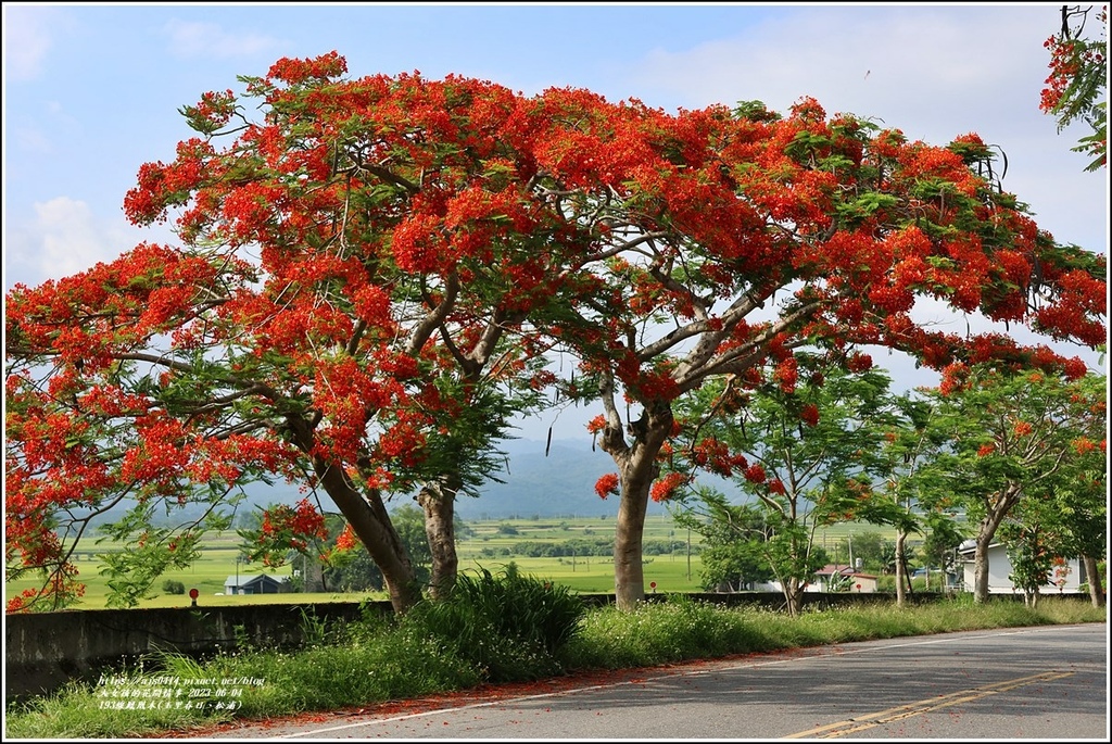 193線鳳凰木(玉里春日、松浦)-2023-06-04-28.jpg 193線鳳凰木(玉里春日、松浦)-2023-06-04-28.jpg
