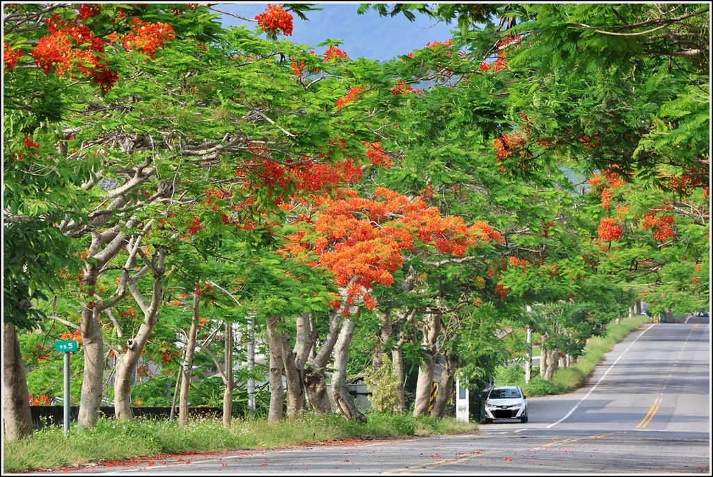 193線鳳凰木(玉里春日、松浦)-2023-06-04-29.jpg 193線鳳凰木(玉里春日、松浦)-2023-06-04-29.jpg