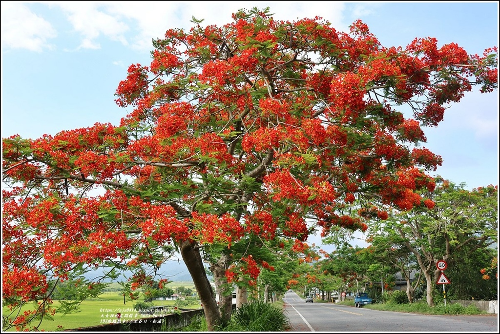 193線鳳凰木(玉里春日、松浦)-2023-06-04-30.jpg 193線鳳凰木(玉里春日、松浦)-2023-06-04-30.jpg