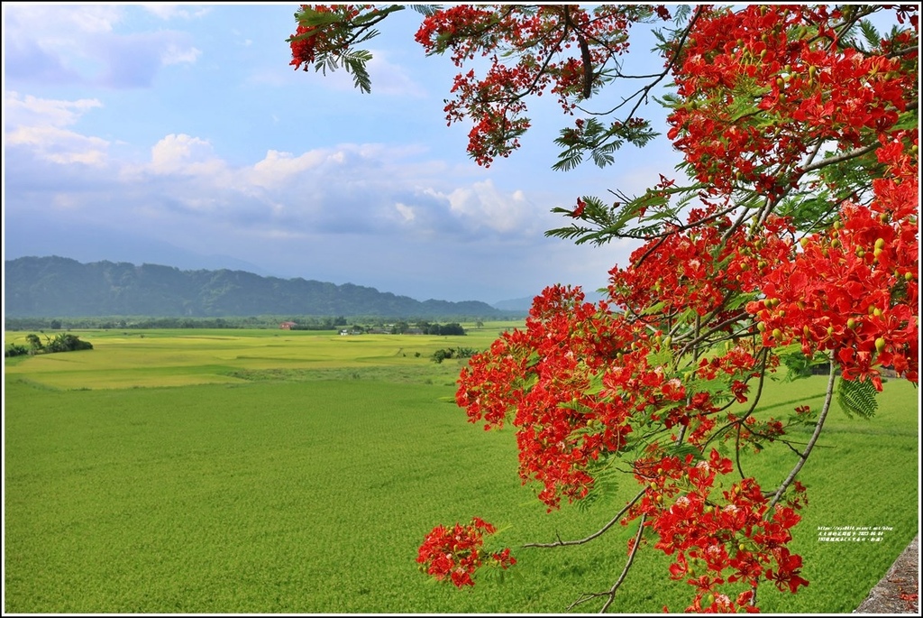 193線鳳凰木(玉里春日、松浦)-2023-06-04-31.jpg 193線鳳凰木(玉里春日、松浦)-2023-06-04-31.jpg