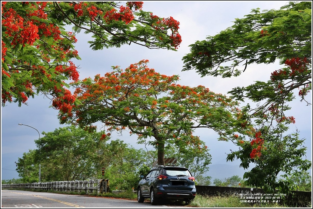 193線鳳凰木(玉里春日、松浦)-2023-06-04-33.jpg 193線鳳凰木(玉里春日、松浦)-2023-06-04-33.jpg