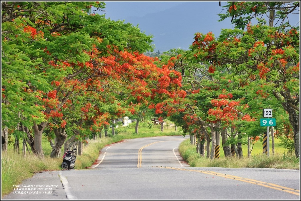 193線鳳凰木(玉里春日、松浦)-2023-06-04-34.jpg 193線鳳凰木(玉里春日、松浦)-2023-06-04-34.jpg