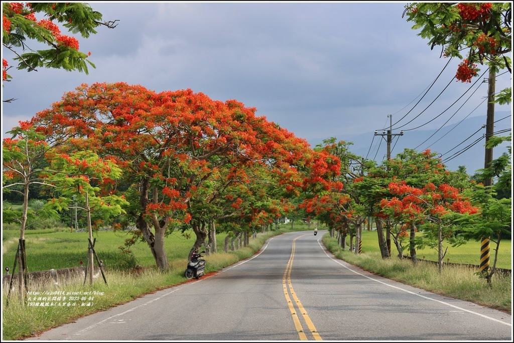 193線鳳凰木(玉里春日、松浦)-2023-06-04-36.jpg 193線鳳凰木(玉里春日、松浦)-2023-06-04-36.jpg
