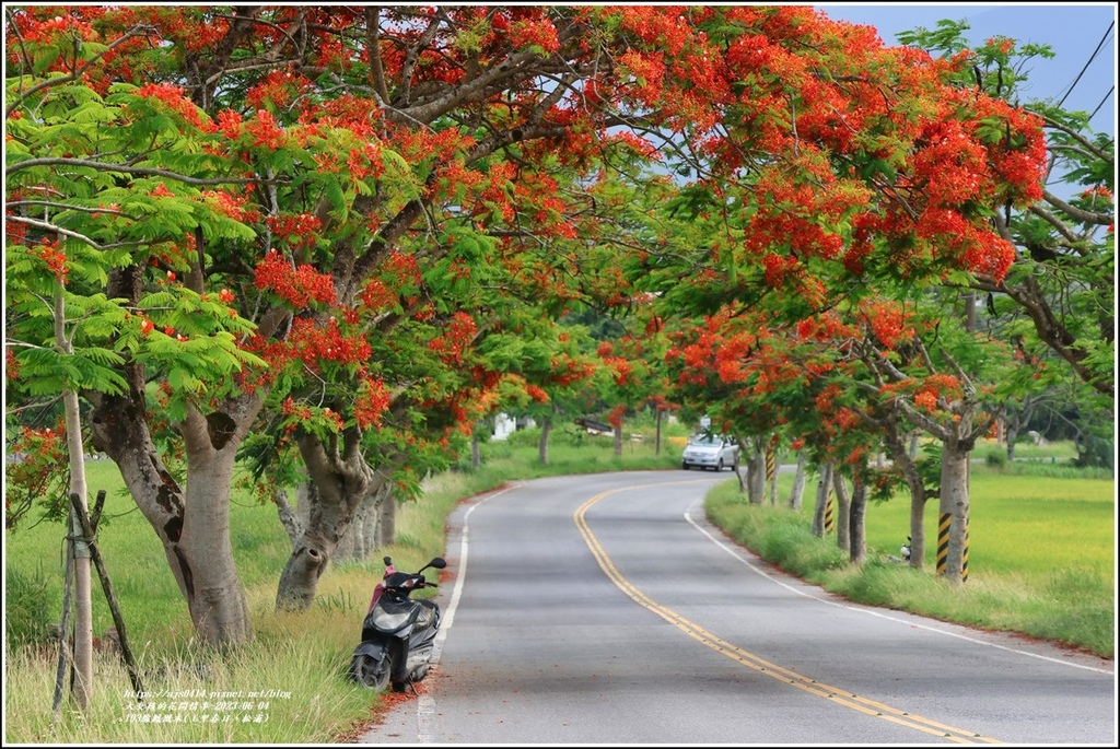 193線鳳凰木(玉里春日、松浦)-2023-06-04-37.jpg 193線鳳凰木(玉里春日、松浦)-2023-06-04-37.jpg