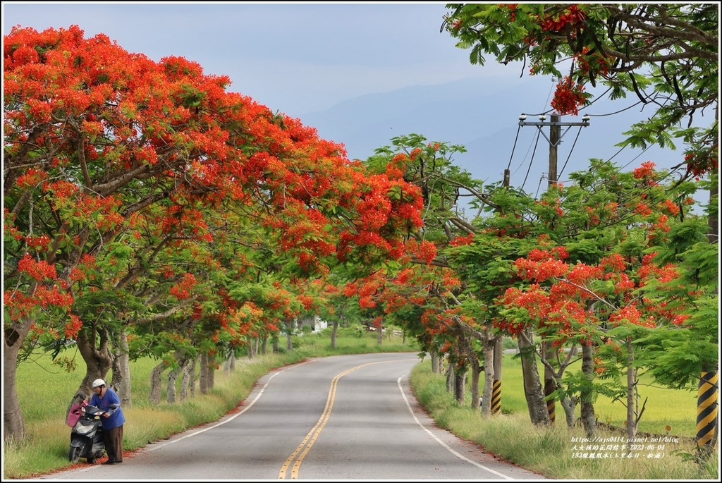 193線鳳凰木(玉里春日、松浦)-2023-06-04-38.jpg 193線鳳凰木(玉里春日、松浦)-2023-06-04-38.jpg