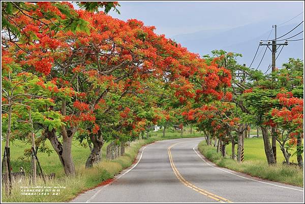 193線鳳凰木(玉里春日、松浦)-2023-06-04-41.jpg