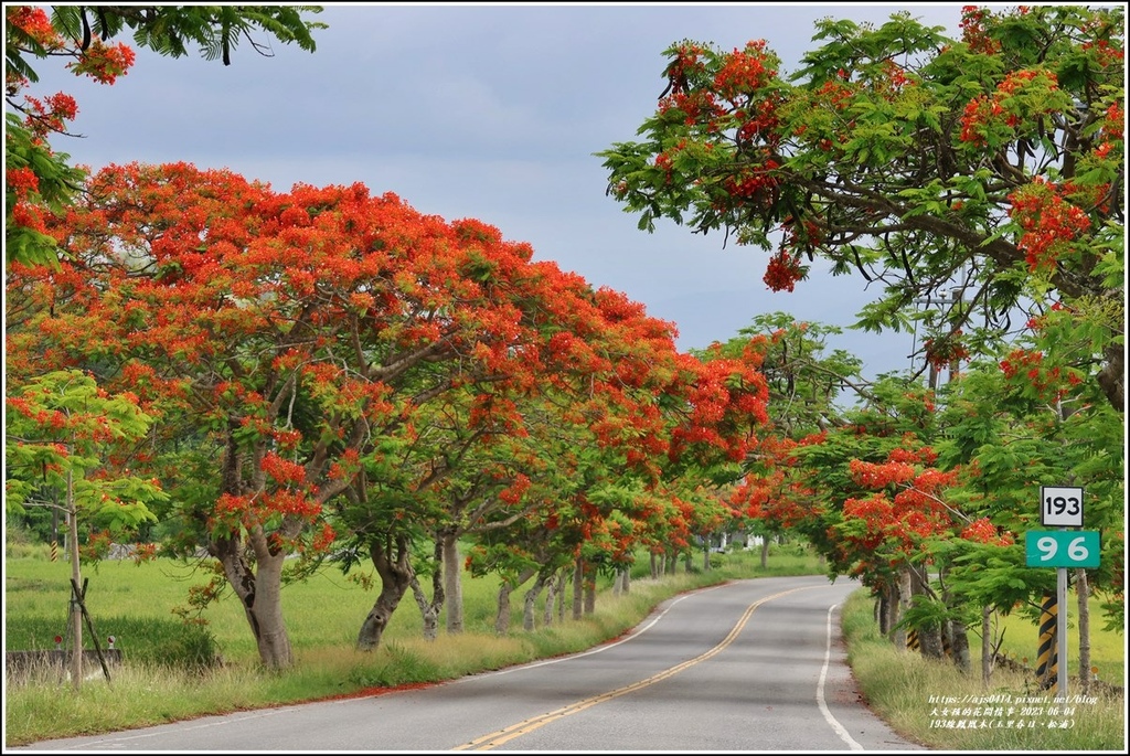 193線鳳凰木(玉里春日、松浦)-2023-06-04-40.jpg 193線鳳凰木(玉里春日、松浦)-2023-06-04-40.jpg