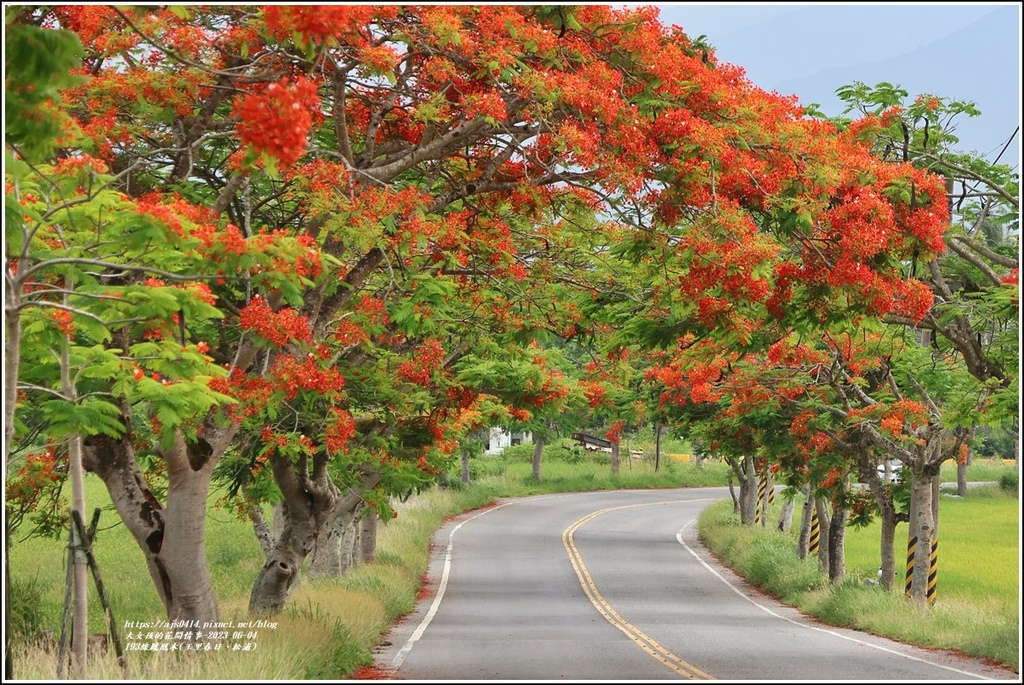 193線鳳凰木(玉里春日、松浦)-2023-06-04-42.jpg 193線鳳凰木(玉里春日、松浦)-2023-06-04-42.jpg