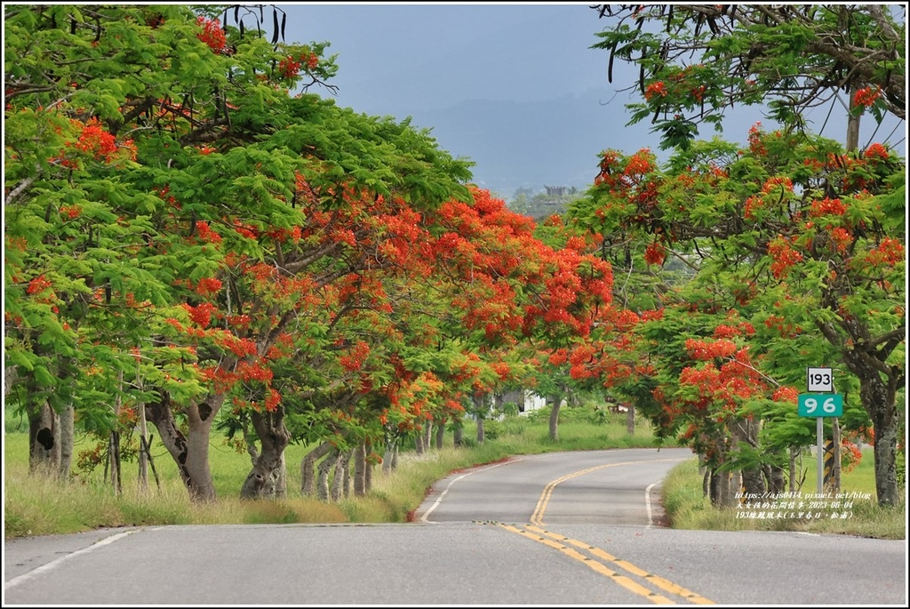 193線鳳凰木(玉里春日、松浦)-2023-06-04-50.jpg 193線鳳凰木(玉里春日、松浦)-2023-06-04-50.jpg